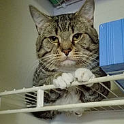 Boots is registered to the contest to win money with this photo: animal, cat, claw, climbing, closeup, curious, cute, ears, feline, fur, household, indoor, looking, paws, pet, shelf, sitting, tabby, whiskers, wire_shelf