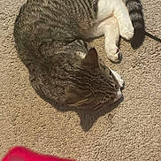 April joined the competition — help win amazing prizes! animal, carpet, cat, closeup, cozy, curled_up, domestic, feline, fur, indoor, mammal, pet, relaxing, resting, shadow, sleeping, sunlight, tabby, texture, whiskers