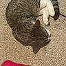 animal, carpet, cat, closeup, cozy, curled_up, domestic, feline, fur, indoor, mammal, pet, relaxing, resting, shadow, sleeping, sunlight, tabby, texture, whiskers