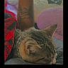 April is registered to the contest to win money with this photo: animal, bed, blanket, cat, closeup, colorful, comfort, cozy, cushion, feline, human_arm, indoor, nap, pattern, relaxation, resting, sleeping, soft, tattoo, warm