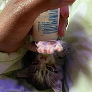 April joined the competition — help win amazing prizes! kitten, paw, hand, bottle, blanket, fur, animal, pet, indoor, cute, small, feline, claw, feeding, closeup, soft, cozy, resting, young, comfort