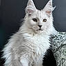 cat, white_cat, fluffy, long_hair, pet, animal, ears, portrait, indoor, feline, sitting, looking, cute, whiskers, fur, domestic_cat, closeup, face, alert, tufted_ears