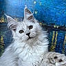 Akira a rejoint le concours — aidez-le/la à gagner de superbes lots ! cat, kitten, white_fur, fluffy, paw, ears, curious, animal, pet, portrait, close_up, indoor, whiskers, feline, cute, soft, young, playful, background, painting_style