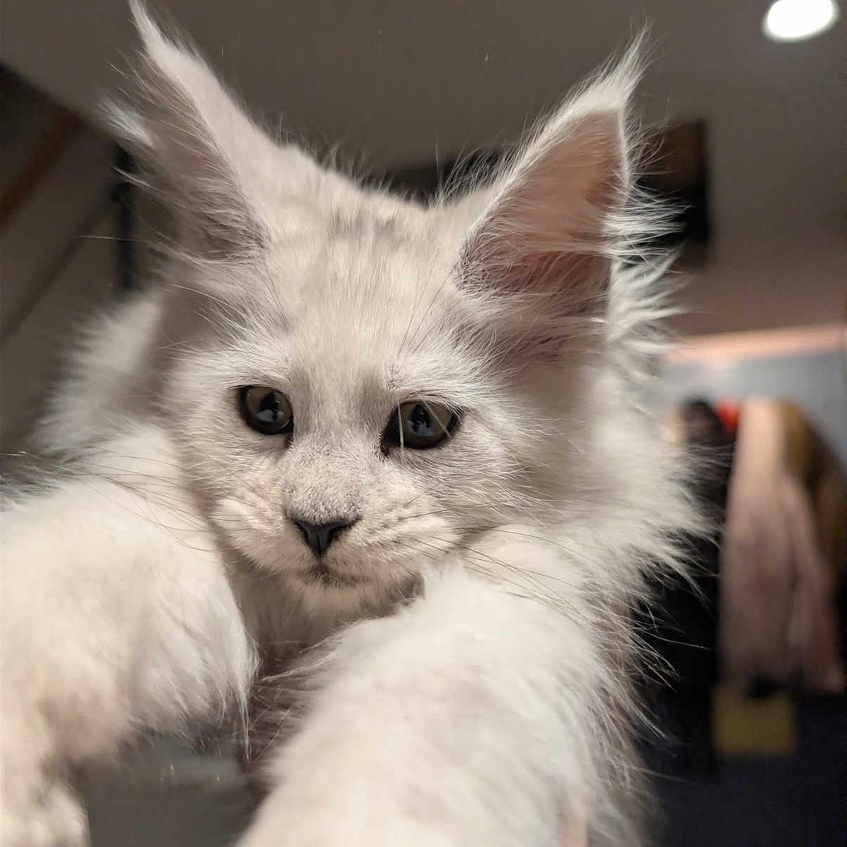 Akira participe au concours pour gagner de l'argent avec cette photo : cat, kitten, white_fur, fluffy, pet, indoor, close_up, cute, animal, whiskers, ears, eyes, fur, young, mammal, portrait, curious, feline, soft_light, domestic