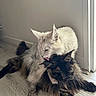 cat, pets, feline, licking, fluffy, white_cat, dark_cat, indoor, floor, wood_floor, relaxed, cute, animal, two_cats, grooming, companionship, fur, ears, resting, domestic_animal