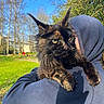 Ysunna participe au concours pour gagner de l'argent avec cette photo : cat, maine_coon, tortoiseshell, pet, animal, outdoor, person, hoodie, green_grass, trees, blue_sky, sunny, nature, park, fur, ears, eyes, holding, portrait, daylight