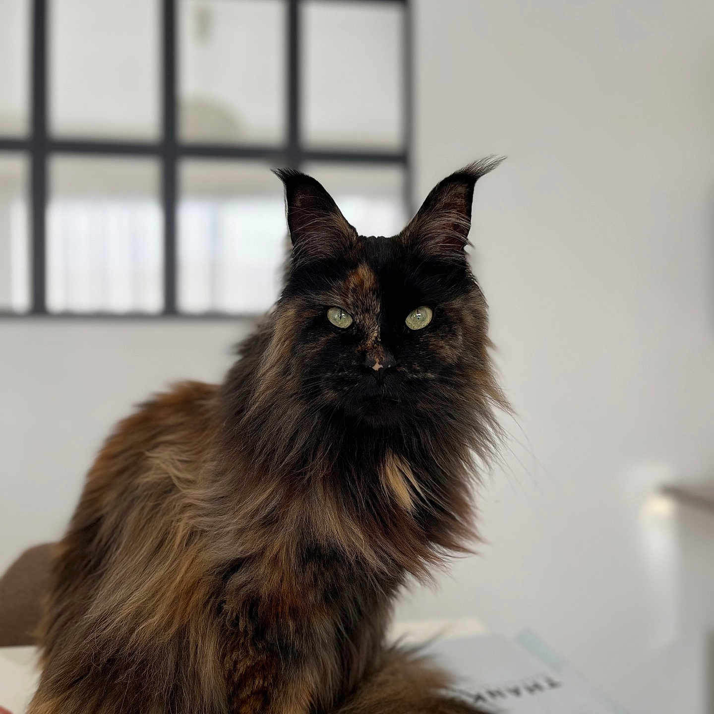 Ysunna a rejoint le concours — aidez-le/la à gagner de superbes lots ! cat, tortoiseshell, fluffy, long_hair, green_eyes, indoor, window, white_wall, pet, feline, animal, sitting, portrait, domestic_cat, looking_at_camera, soft_light, background_blur, table, curious, calm
