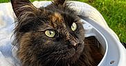 Ysunna a rejoint le concours — aidez-le/la à gagner de superbes lots ! cat, tortoiseshell, pet_carrier, blanket, green_eyes, fur, ears, outdoor, grass, sunlight, close_up, animal, feline, portrait, whiskers, alert, fluffy, nature, cute, companion