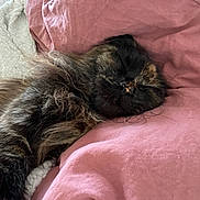 Ysunna a rejoint le concours — aidez-le/la à gagner de superbes lots ! cat, sleeping, tortoiseshell, fluffy, pet, cozy, blanket, pink, fur, rest, cute, relaxed, indoor, animal, soft, comfort, closeup, portrait, domestic, feline