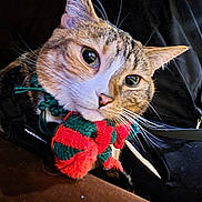 Molly is registered to the contest to win money with this photo: cat, close_up, pet, animal, fur, whiskers, bow_tie, knitted, red, green, curious, indoor, portrait, face, ears, cute, domestic_animal, feline, cozy, background