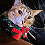 cat, close_up, pet, animal, fur, whiskers, bow_tie, knitted, red, green, curious, indoor, portrait, face, ears, cute, domestic_animal, feline, cozy, background