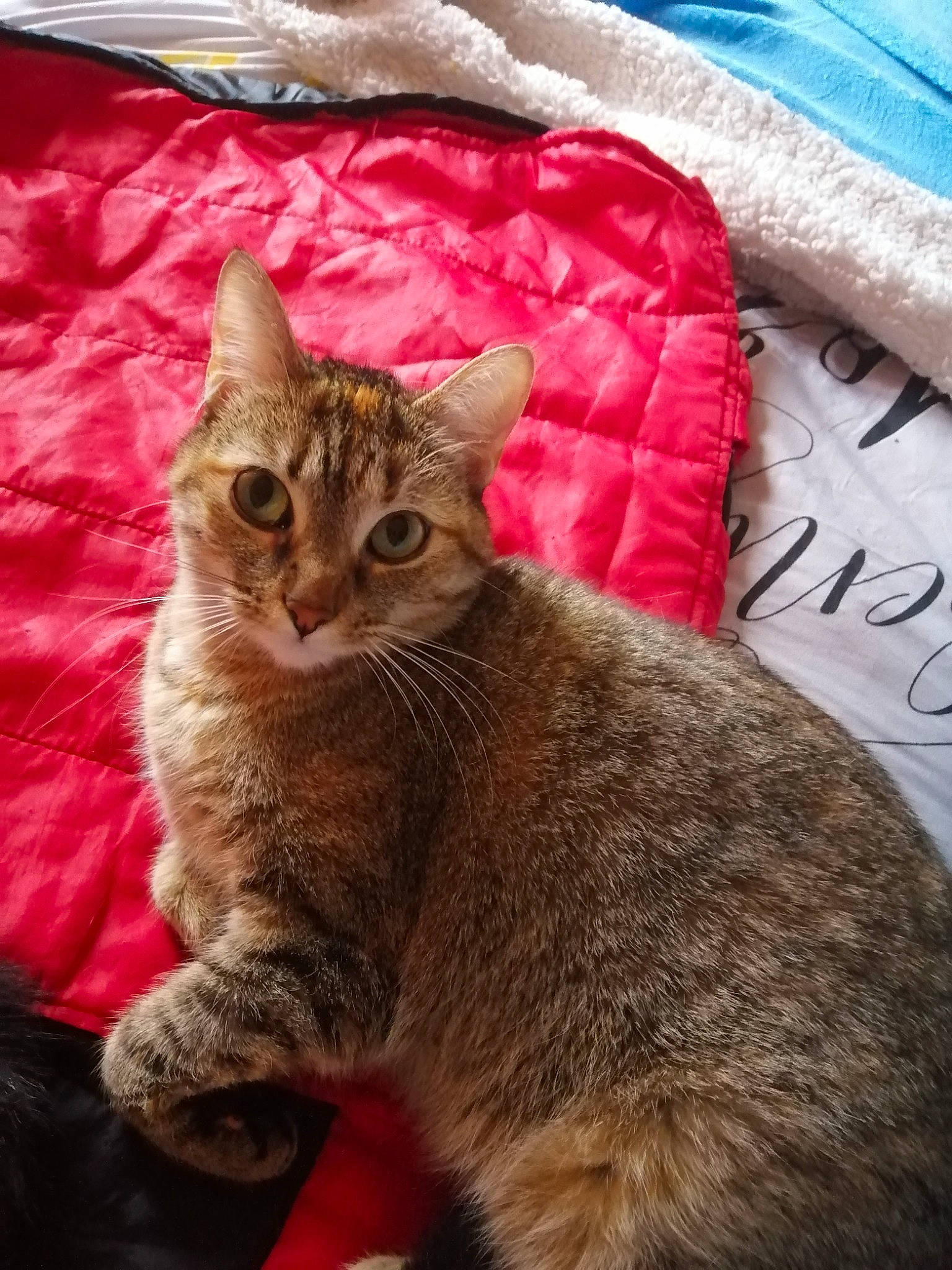 Little a rejoint le concours — aidez-le/la à gagner de superbes lots ! american_shorthair, asian, australian_mist, california_spangled, carnivore, cat, chausie, domestic_short_haired_cat, dragon_li, european_shorthair, fawn, felidae, german_rex, kitten, mammal, small_to_medium_sized_cats, tabby_cat, vertebrate, whiskers