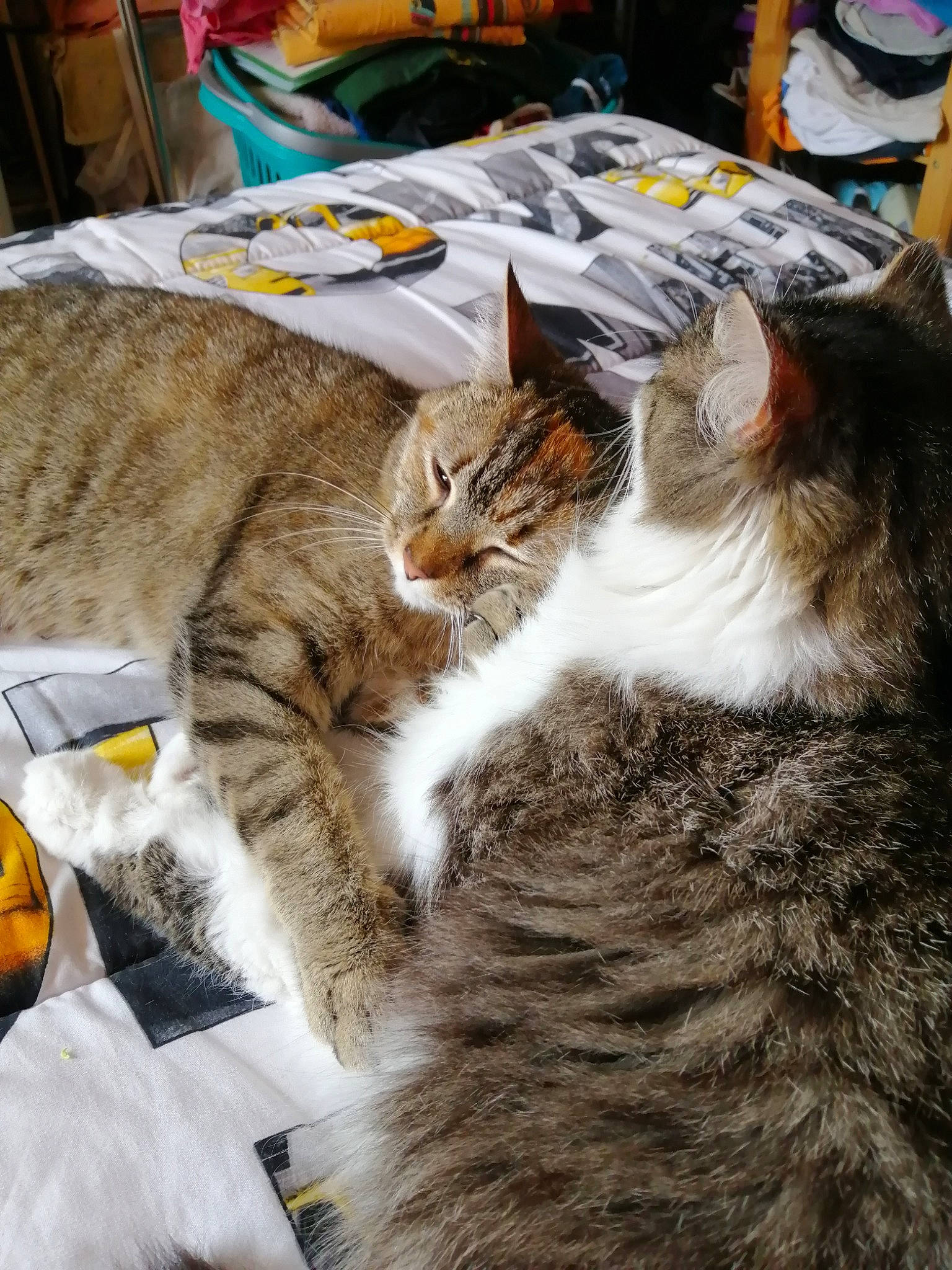 Little participe au concours pour gagner de l'argent avec cette photo : carnivore, cat, domestic_short_haired_cat, european_shorthair, felidae, fur, kitten, maine_coon, norwegian_forest_cat, small_to_medium_sized_cats, tabby_cat, whiskers, wild_cat