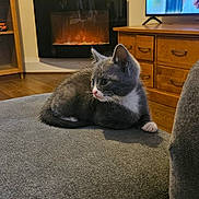 Zues is registered to the contest to win money with this photo: cat, couch, cozy, curious, domestic_animal, electric_fireplace, feline, fireplace, furniture, gray_cat, home_interior, indoor, kitten, living_room, pet, resting, sofa, television, white_cat, wooden_cabinet