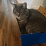 cat, gray_tabby, cardboard_box, wooden_floor, indoor, pet, animal, feline, resting, flooring, domestic_cat, box, fur, whiskers, ears, tail, home, cozy, quiet, still_life