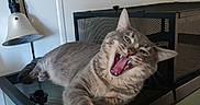 Ash joined the competition — help win amazing prizes! cat, tabby, gray_cat, pet, animal, feline, indoor, aquarium, mesh_cover, lamp, yawning, mouth_open, teeth, tongue, resting, fur, whiskers, claws, eyes, home