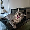 cat, tabby, gray_cat, pet, animal, feline, indoor, aquarium, mesh_cover, lamp, yawning, mouth_open, teeth, tongue, resting, fur, whiskers, claws, eyes, home