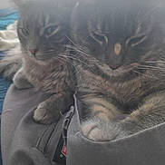 Ash is registered to the contest to win money with this photo: cat, tabby_cat, feline, pets, animal, fur, whiskers, close_up, snuggle, sleepy, gray_fabric, paw, indoor, cozy, companion, resting, cute, two_animals, soft_light, relaxed