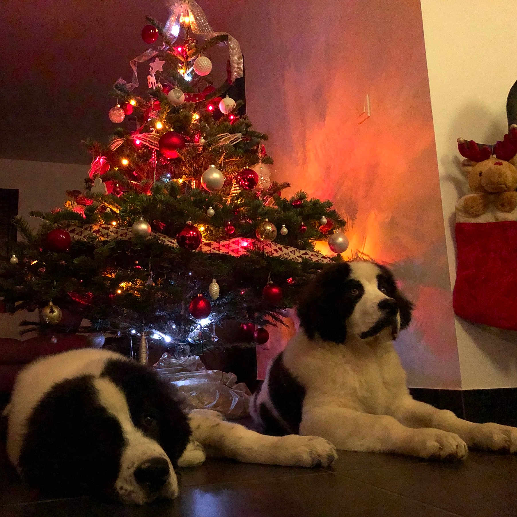 Pétrus Et Philibert