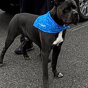 Blue is registered to the contest to win money with this photo: dog, canine, black_and_white, muscular, standing, leash, bandana, blue, pet, handler, person, outdoor, pavement, parking_lot, vehicle, suv, wheel, portrait, animal, working_dog