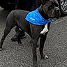 dog, canine, black_and_white, muscular, standing, leash, bandana, blue, pet, handler, person, outdoor, pavement, parking_lot, vehicle, suv, wheel, portrait, animal, working_dog