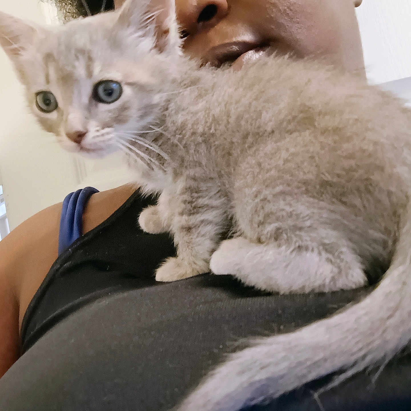 Diamond is registered to the contest to win money with this photo: animal, black_clothing, cat, close_up, companion, cute, domestic_cat, face, fur, furry, indoor, intimate, kitten, person, pet, resting, shoulder, tail, whiskers, young_animal