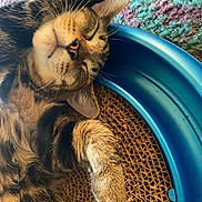 Porkchop joined the competition — help win amazing prizes! cat, tabby, sleeping, napping, pet, feline, fur, whiskers, paw, scratching_pad, blue, carpet, resting, close_up, indoor, cute, cozy, relaxed, animal, mammal