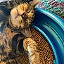 cat, tabby, sleeping, napping, pet, feline, fur, whiskers, paw, scratching_pad, blue, carpet, resting, close_up, indoor, cute, cozy, relaxed, animal, mammal