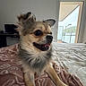 dog, puppy, small_dog, fluffy, long_hair, tan_fur, white_fur, black_eyes, open_mouth, tongue, ears, sitting, bed, blanket, bedroom, window, indoor, home, portrait, cute