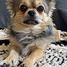 dog, puppy, small_dog, fluffy, long_hair, brown_fur, tan_fur, pointed_ears, large_eyes, black_nose, whiskers, sitting, indoor, rug, carpet, couch, portrait, pet, cute, close_up
