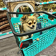Azizam participe au concours pour gagner de l'argent avec cette photo : dog, puppy, small_dog, fluffy, tan_fur, shopping_cart, pet, animal, indoors, store, retail, home_decor, clocks, mirrors, shelves, turquoise, wood_floor, cute, portrait, shopping
