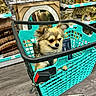dog, puppy, small_dog, fluffy, tan_fur, shopping_cart, pet, animal, indoors, store, retail, home_decor, clocks, mirrors, shelves, turquoise, wood_floor, cute, portrait, shopping