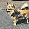 dog, small_dog, fluffy, long_hair, tan_fur, black_fur, harness, leash, standing, outdoors, pavement, street, parked_car, green_car, vehicle, tail, pointed_ears, tongue_out, lock_screen, daylight