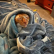 Rosie joined the competition — help win amazing prizes! animal, bedroom, blanket, carpet, cat, comfort, cozy, cute, dresser, fluffy, furniture, indoor, orange_cat, pet, relaxation, resting, sleeping, soft_texture, warm, wrapped