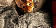 Rosie is registered to the contest to win money with this photo: animal, blanket, cat, closeup, comfort, cozy, curious, ears, feline, fur, home, indoor, pet, relaxing, resting, shadow, snuggled, soft, texture, warm