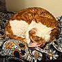Rosie is registered to the contest to win money with this photo: animal, blanket, cat, companion, cozy, curled_up, cute, domestic_cat, fur, indoor, orange_fur, patterned_blanket, pet, quiet, relaxed, resting, sleeping, soft_texture, warm, white_fur