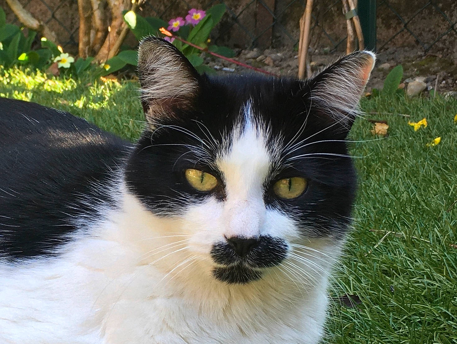 Bounty a rejoint le concours — aidez-le/la à gagner de superbes lots ! aegean_cat, american_wirehair, carnivore, cat, domestic_short_haired_cat, eye, felidae, fur, grass, japanese_bobtail, mammal, plant, small_to_medium_sized_cats, snout, tail, tree, whiskers