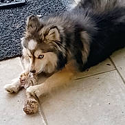 Baïla a rejoint le concours — aidez-le/la à gagner de superbes lots ! dog, husky, canine, fluffy, long_hair, gray_fur, white_fur, brown_fur, blue_eyes, lying_down, chew_toy, playing, paws, indoor, floor, tiles, doormat, home, portrait, pet