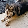 dog, husky, canine, fluffy, long_hair, gray_fur, white_fur, brown_fur, blue_eyes, lying_down, chew_toy, playing, paws, indoor, floor, tiles, doormat, home, portrait, pet