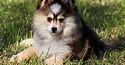 Baïla participe au concours pour gagner de l'argent avec cette photo : dog, puppy, fluffy, long_hair, tricolor, sitting, lying_down, grass, outdoor, park, pet, animal, portrait, close_up, ears, fur, black_and_white, brown, greenery, nature