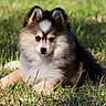 dog, puppy, fluffy, long_hair, tricolor, sitting, lying_down, grass, outdoor, park, pet, animal, portrait, close_up, ears, fur, black_and_white, brown, greenery, nature