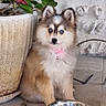 Baïla a rejoint le concours — aidez-le/la à gagner de superbes lots ! puppy, dog, fluffy, sitting, blue_eyes, pink_collar, pet, animal, portrait, outdoor, patio, plant, planter, water_bowl, metal_bowl, tile_floor, stone_wall, leaves, cute, small_dog