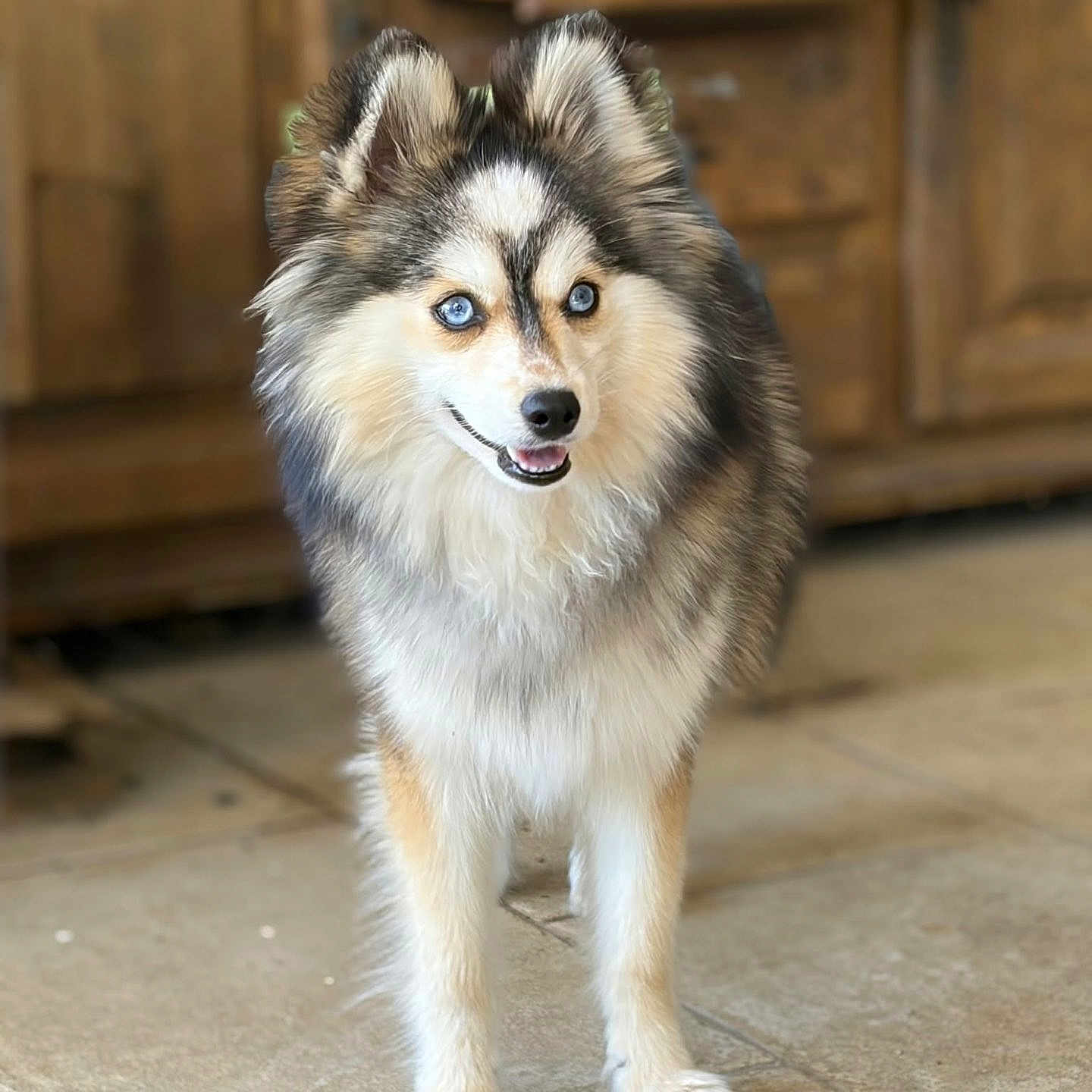 Baïla a rejoint le concours — aidez-le/la à gagner de superbes lots ! dog, puppy, fluffy, blue_eyes, standing, portrait, front_facing, smiling, open_mouth, pointed_ears, long_fur, black_white, brown_fur, indoors, wooden_furniture, tiled_floor, rustic, pet, animal, photography