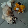 Baïla participe au concours pour gagner de l'argent avec cette photo : dog, puppy, fluffy, small_dog, lying_down, floor, tile, stuffed_animal, plush_toy, orange_toy, white_fur, brown_fur, black_fur, blue_eyes, pet, indoors, playful, companion, overhead_view, casual_photo