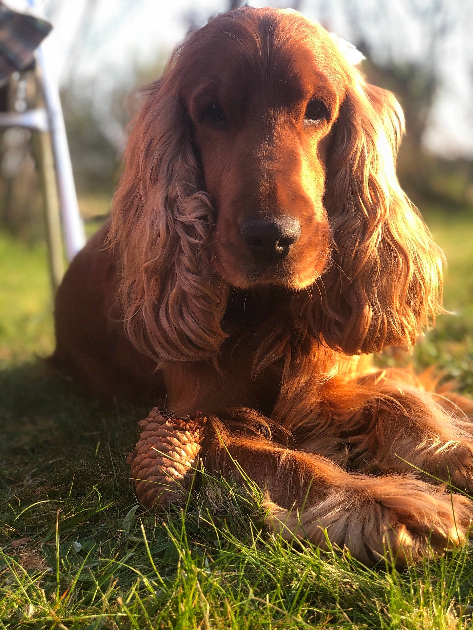 Jungo a rejoint le concours — aidez-le/la à gagner de superbes lots ! boykin_spaniel, canidae, carnivore, cocker_spaniel, companion_dog, dog, dog_breed, english_cocker_spaniel, field_spaniel, german_spaniel, grass, irish_setter, mammal, rare_breed_dog, russian_spaniel, setter, spaniel, sporting_group, sussex_spaniel, vertebrate