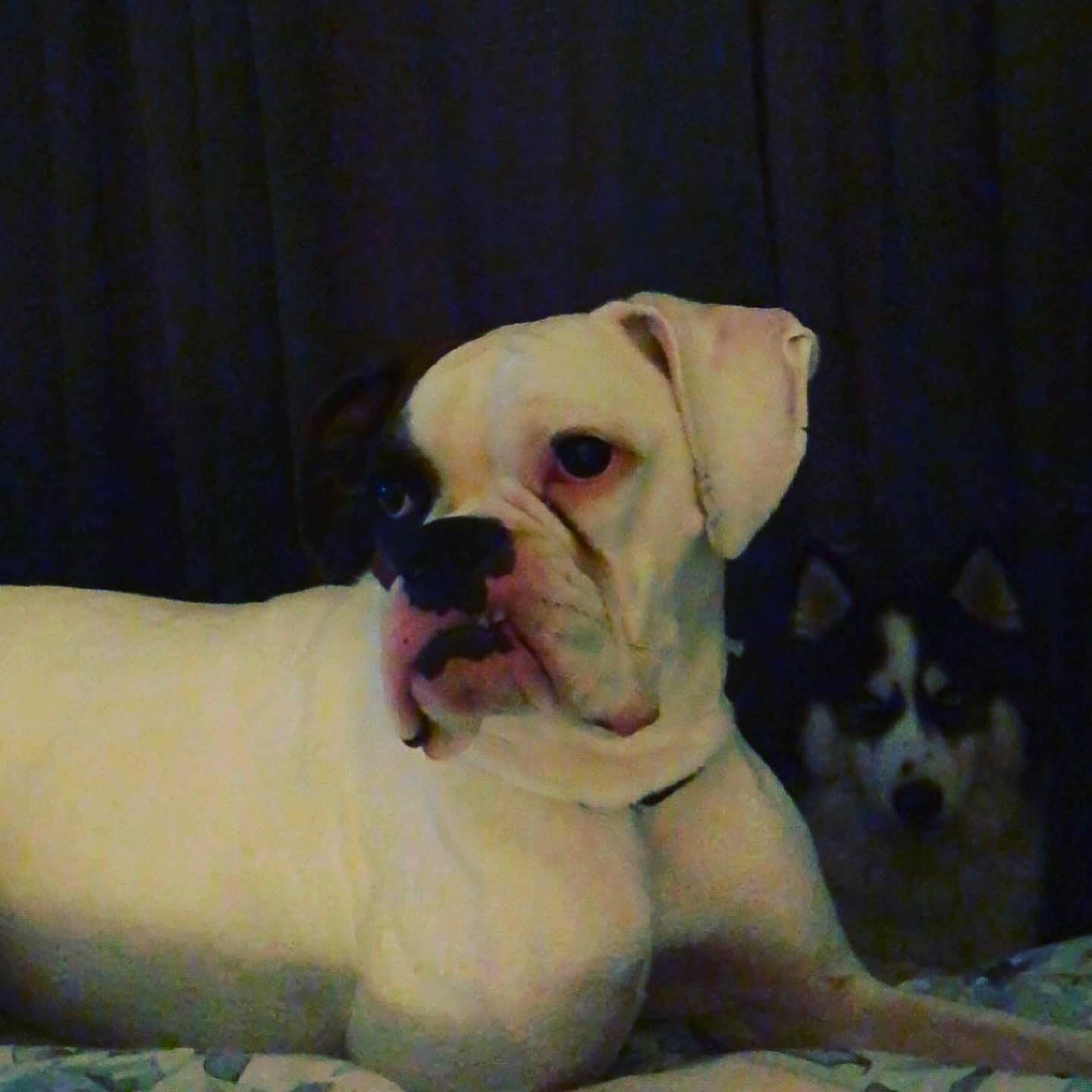 Bailey joined the competition — help win amazing prizes! bulldog, canidae, carnivore, companion_dog, dog, dog_breed, dog_collar, fawn, mammal, molosser, non_sporting_group, old_english_bulldog, pet_supply, puppy, snout, sporting_group, toy_dog, white_english_bulldog, working_animal, working_dog