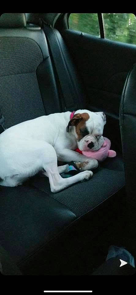 Bailey is registered to the contest to win money with this photo: armrest, australian_bulldog, bulldog, canidae, car_seat, carnivore, comfort, companion_dog, dog, dog_breed, fawn, head_restraint, liver, non_sporting_group, old_english_bulldog, olde_english_bulldogge, snout, toy_dog, vehicle_door, working_animal
