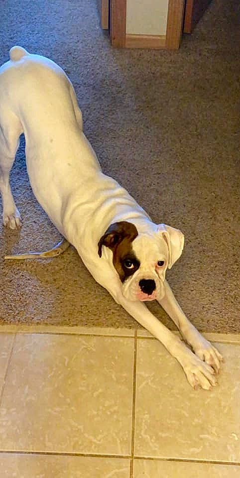 Bailey is registered to the contest to win money with this photo: boxer, canidae, carnivore, companion_dog, dog, dog_breed, dog_supply, fawn, floor, flooring, molosser, non_sporting_group, old_english_bulldog, snout, sporting_group, tail, tile, working_animal, working_dog