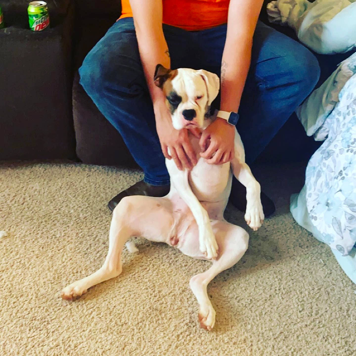 Bailey joined the competition — help win amazing prizes! canidae, carnivore, comfort, companion_dog, couch, dog, dog_breed, fawn, floor, flooring, foot, human, jeans, non_sporting_group, paw, pet_supply, sporting_group, tail, working_animal, working_dog