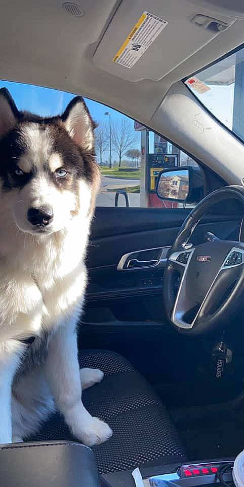 Bosa is registered to the contest to win money with this photo: automotive_mirror, automotive_side_view_mirror, automotive_window_part, canidae, car_seat, carnivore, dog, dog_breed, fixture, glass, motor_vehicle, rear_view_mirror, sled_dog, snout, steering_part, steering_wheel, vehicle_door, vertebrate, windshield, working_animal